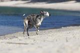 WHIPPET 177